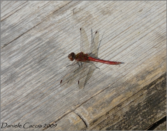 Conferma... Sympetrum vulgatum